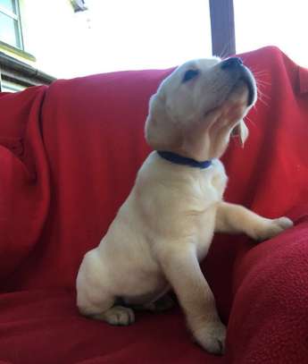 Labrador Pups image 2