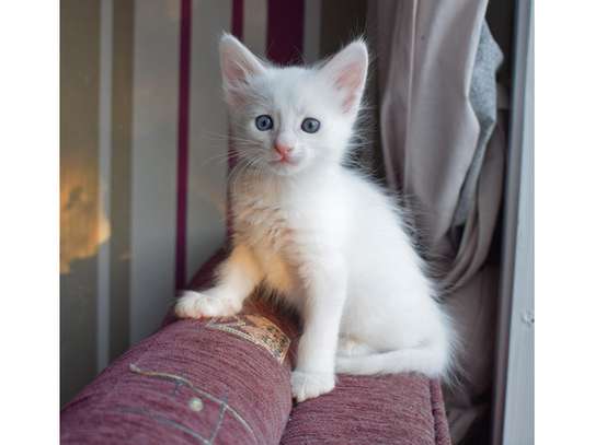 Turkish Angora Kittens image 1