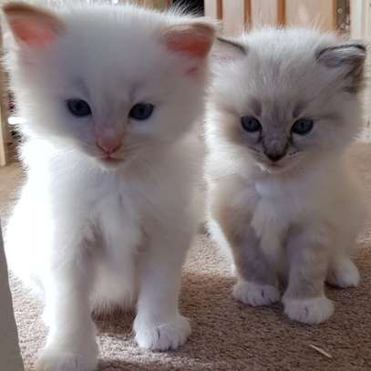 Ragdoll kittens available for new home image 1