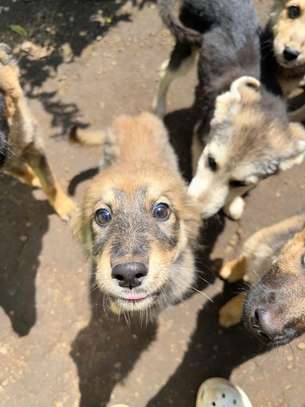 German Shepherd/Husky Puppies image 12