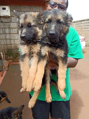 Puppies image 1