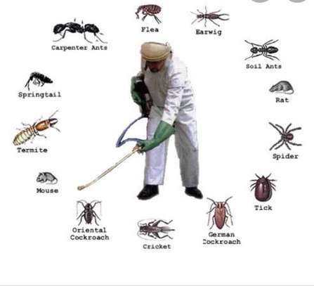 Bed Bugs & Cockroachs Control In Kilifi Mombasa. image 1