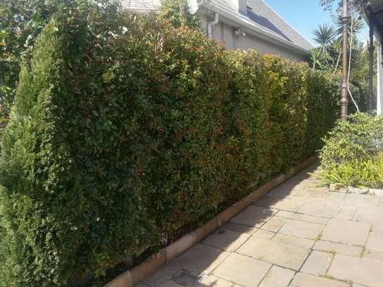 Hedge Planting Services.Vetted & Trusted Professionals.Low price  guarantee. image 8
