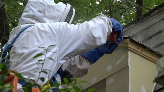 Bee Control Services | Ethical Honey Bee Removal Nairobi image 7