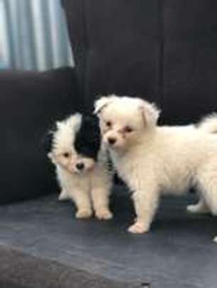 Maltese terrier image 9