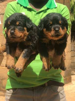 pure rottweiler puppies security dogs image 1