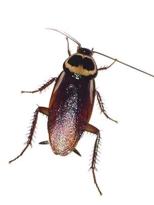 Cockroache bedbug mosquito image 1