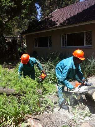 Best Gardening, Lawn, Trees & Shrubs Maintenance Professionals Nairobi. image 5