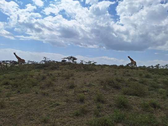 0.5 Acre land For Sale in Naivasha,Kedong ranch image 8
