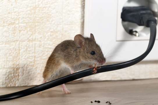 Rodent and Animal Removal Services.Best Quality Guarantee.Call Now. image 4