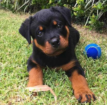 Rottweiler Male and female puppies available image 2