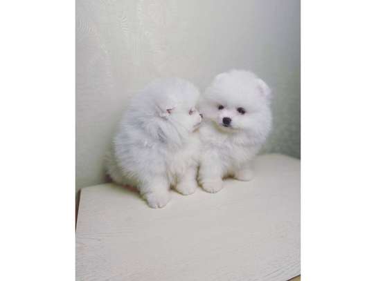 Pomeranian puppies image 1