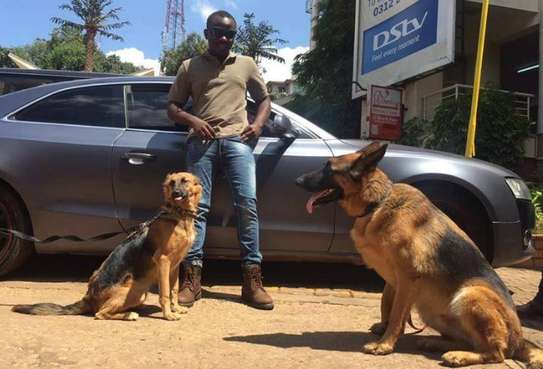 Best Dog Trainers in Kenya -We love training dogs image 8