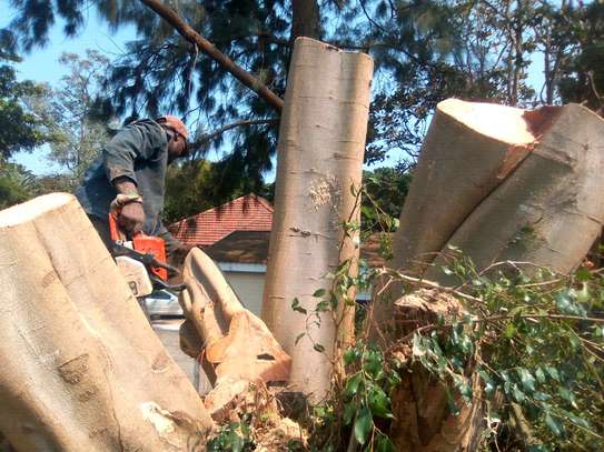 Expert Tree Cutting Services | Tree Cutting and Stump Removal Services| Bestcare Tree Service | Tree Trimming Service | Tree Removal And Landscaping | Affordable Tree Cutting Services | Bestcare Tree Trimming | Reliable Tree Cutting Service in Nairobi | Tree Cutting Services Nairobi.Get A Free Quote Now. image 12