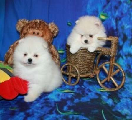 adorable teacup Pomeranian puppies for adoption image 1