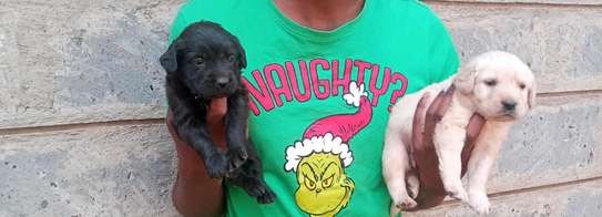 Labrador puppies yellow and black for rehoming image 3