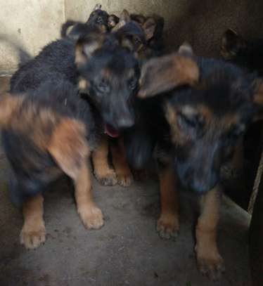 2 1/2 months purebred, long coat German Shepherd Puppies image 5