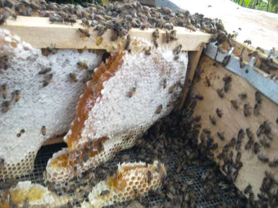 Langstroth Bee Hives image 4