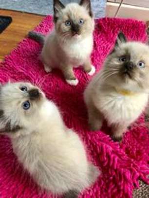Ragdoll kittens for adoption. image 4