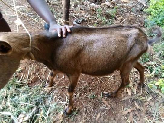 Torgen burger  Dairy Goats pedigree for sale image 4