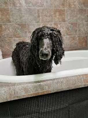 Mobile Dog Grooming | Mobile Dog wash | Pet grooming | Dog Grooming Nairobi image 15