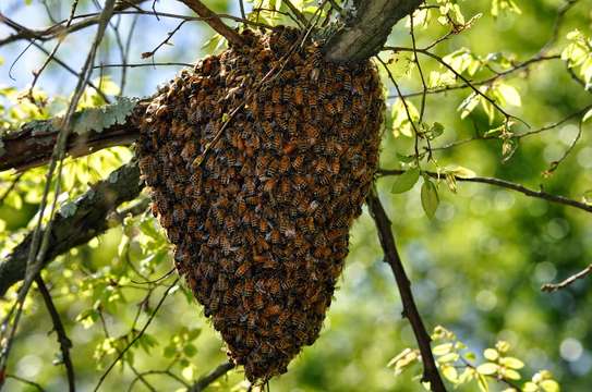 Honey Bee Rescue & Removal Services | Professional beekeeping services & Bee Control Services.Get in touch with us today ! image 15