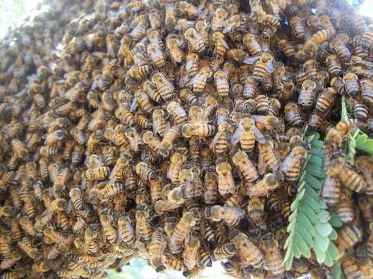 Bee Rescuers | Honey Bee Colony Removal Services image 10