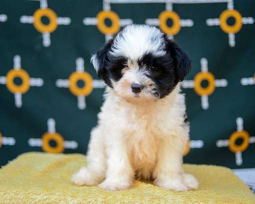 maltese fluffy puppies image 4