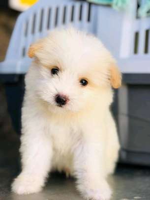 White Terrier puppies image 2