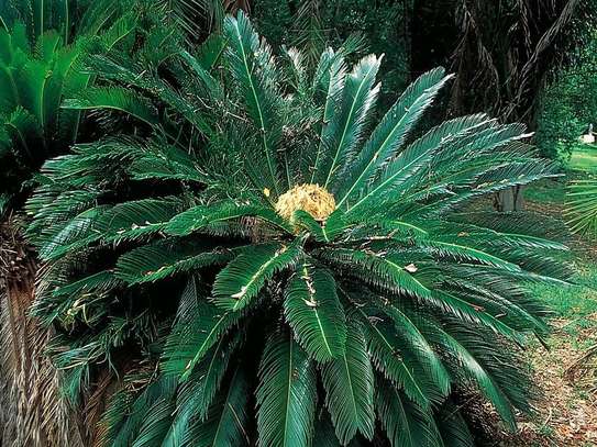 Cycad palm image 1