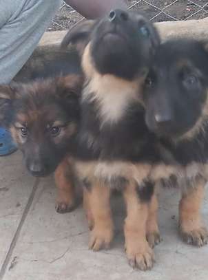 2 1/2 months purebred, long coat German Shepherd Puppies image 3