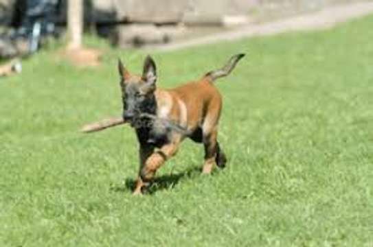 Dog Behaviour Training In Nairobi- Dog Obedience Training image 13