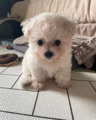 Adorable Bischon puppy image 1