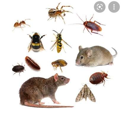 BED BUGS TREATMENT SERVICES IN KITENGELA. image 1