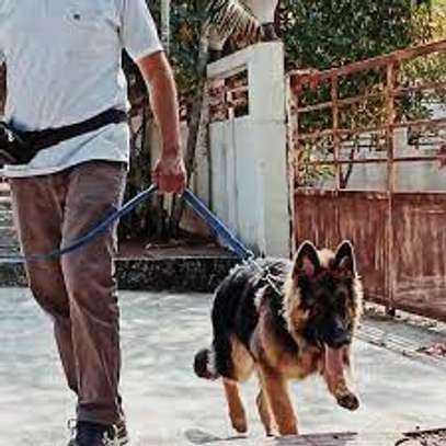 15 of the Best Dog Trainers in Kenya - Bestcare Dog Trainers image 2