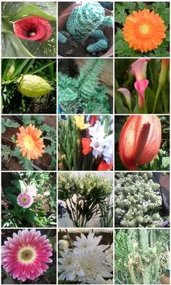 Assorted fresh cut flowers, pot plants and seeds image 1