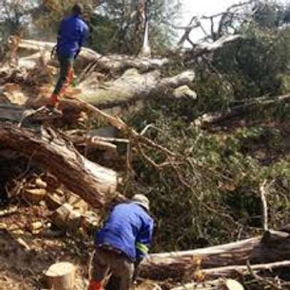 Tree Felling Services image 2