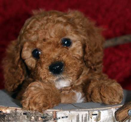 Toy Poodle Multiple Clear DNA Tests image 1