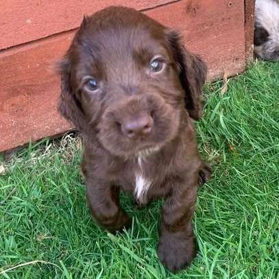 Irresistible Chocolate and Golden Cocker Spaniel Puppies image 1