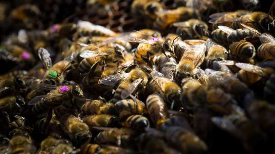 Nairobi: Live Bee Removal & Honey Bee Removal | Free Quote image 9