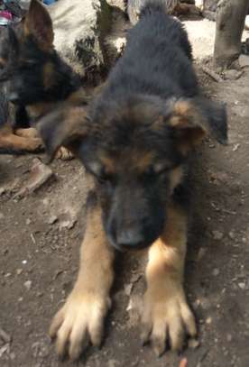 2 1/2 months purebred, long coat German Shepherd Puppies image 4