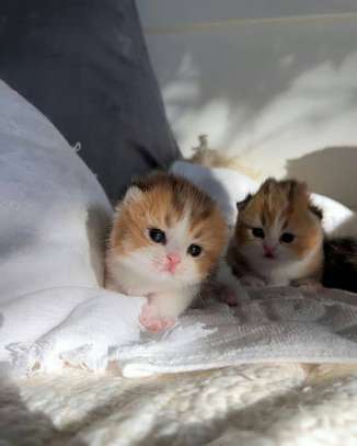 Cute Munchkin Kittens for sale image 1