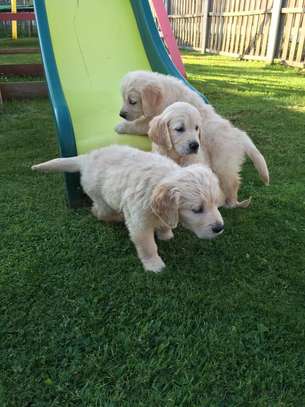 Golden Retriever Puppies  ready for any new home image 2