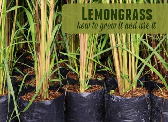 Lemongrass seedlings image 1