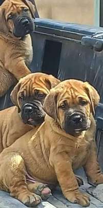 Boer Noel puppies image 1