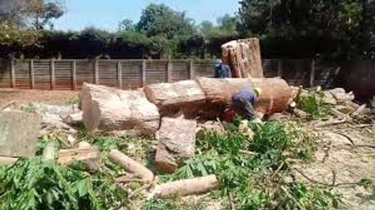 Tree Removal Service & Cutting Professionals .Very Affordable & Guaranteed. image 13