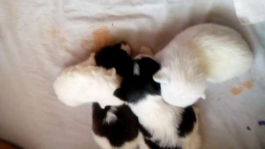 Maltese puppies for sale. image 1