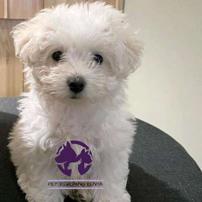 Maltese Terrier image 1