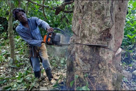 Bestcare Tree Services – Tree pruning (big and small trees) image 3