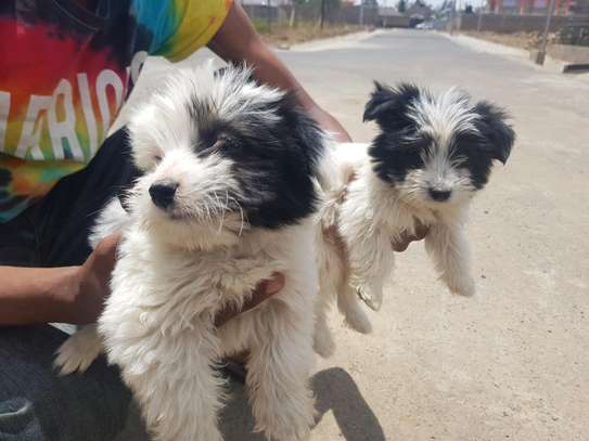 3 months old maltese breed puppies image 4